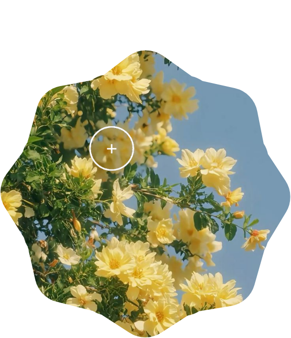 meadow buttercup