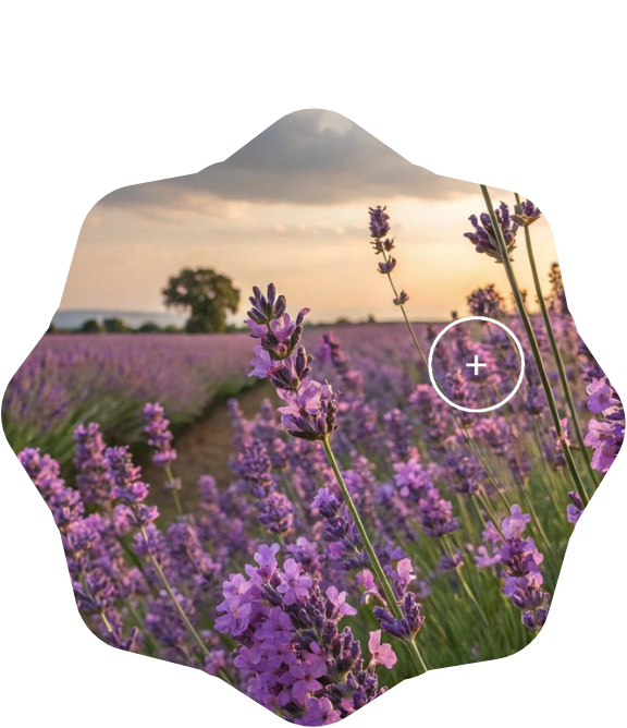 lavender honey
