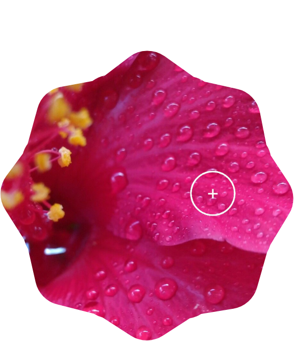 hibiscus bloom